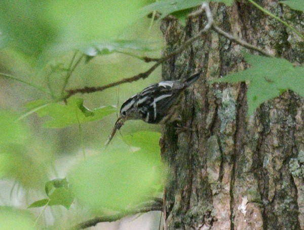 Black-and-white Warbler - ML619819137
