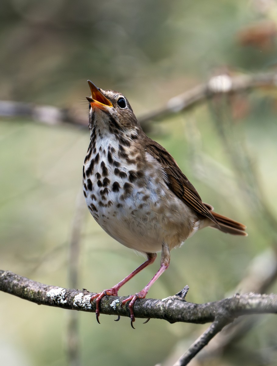 Hermit Thrush - ML619819143