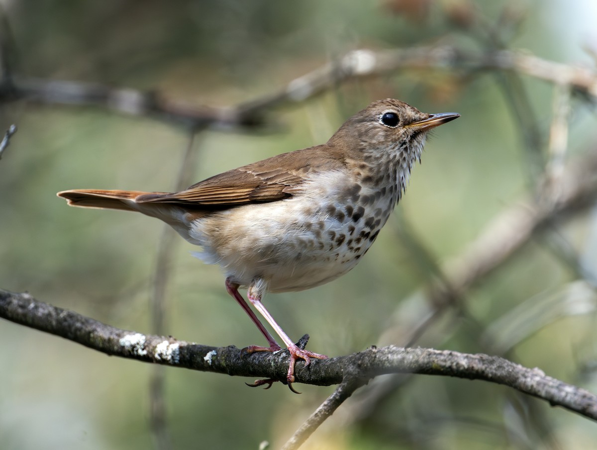 Hermit Thrush - ML619819147