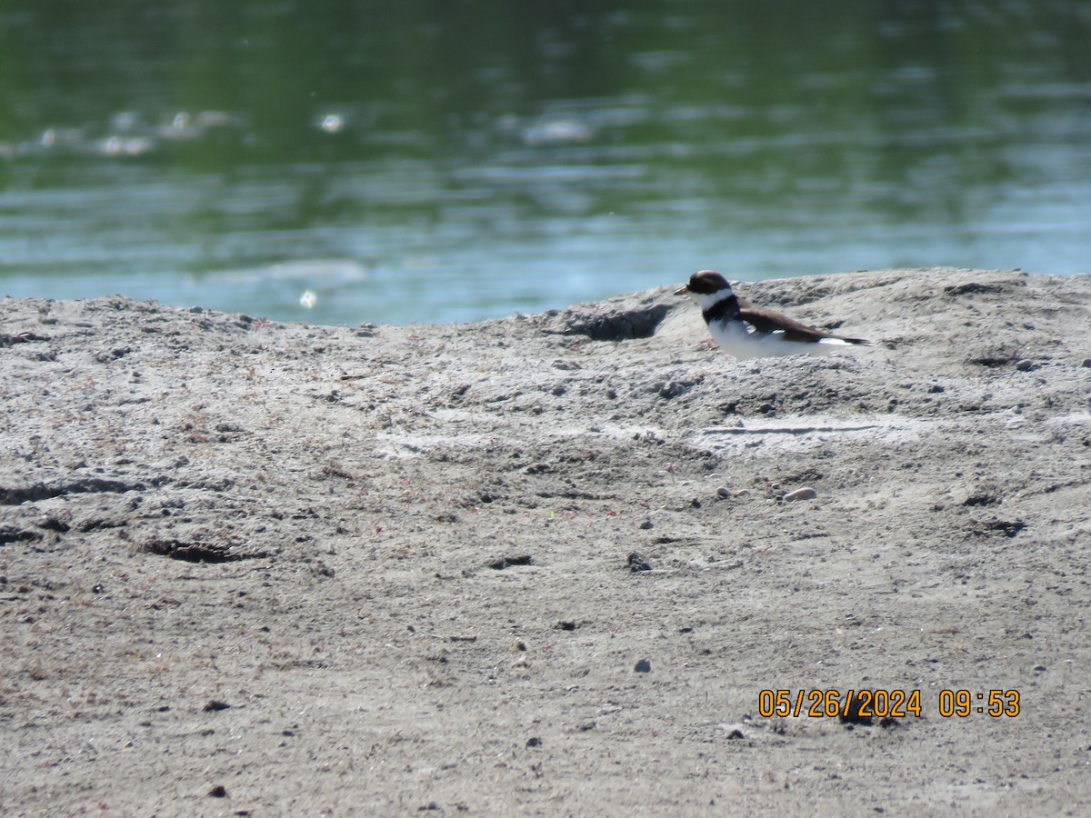 Semipalmated Plover - ML619819161