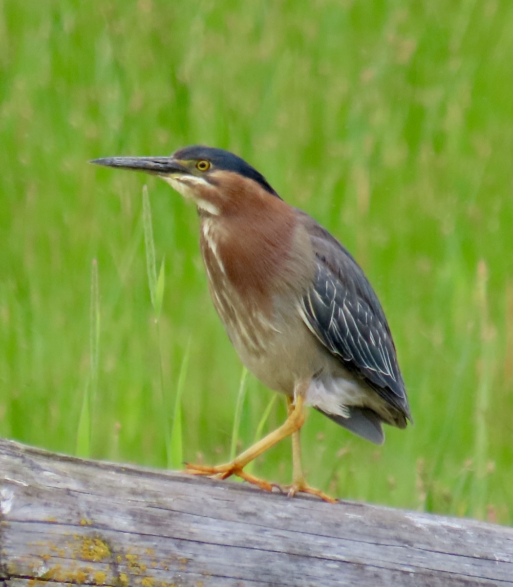 Green Heron - ML619819171