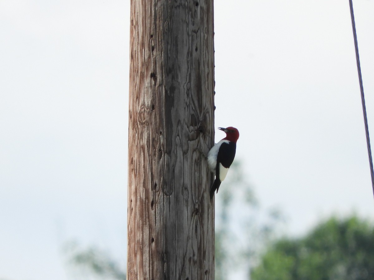 Red-headed Woodpecker - ML619819175