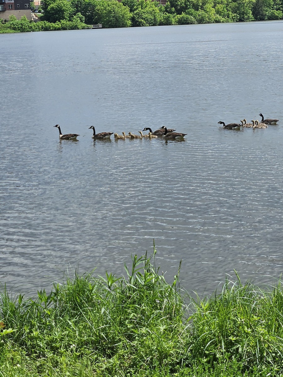 Canada Goose - ML619819179