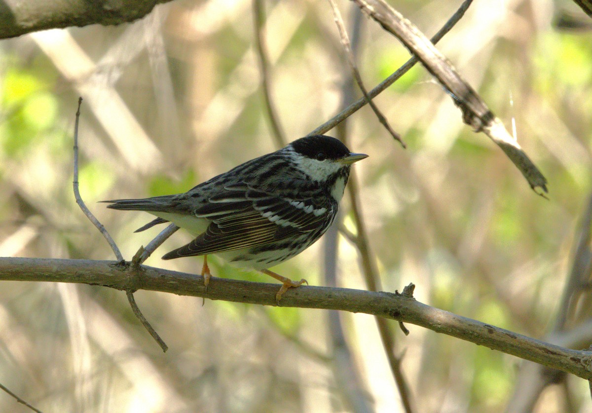 Blackpoll Warbler - ML619819184