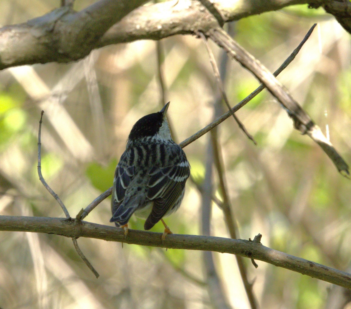 Blackpoll Warbler - ML619819185