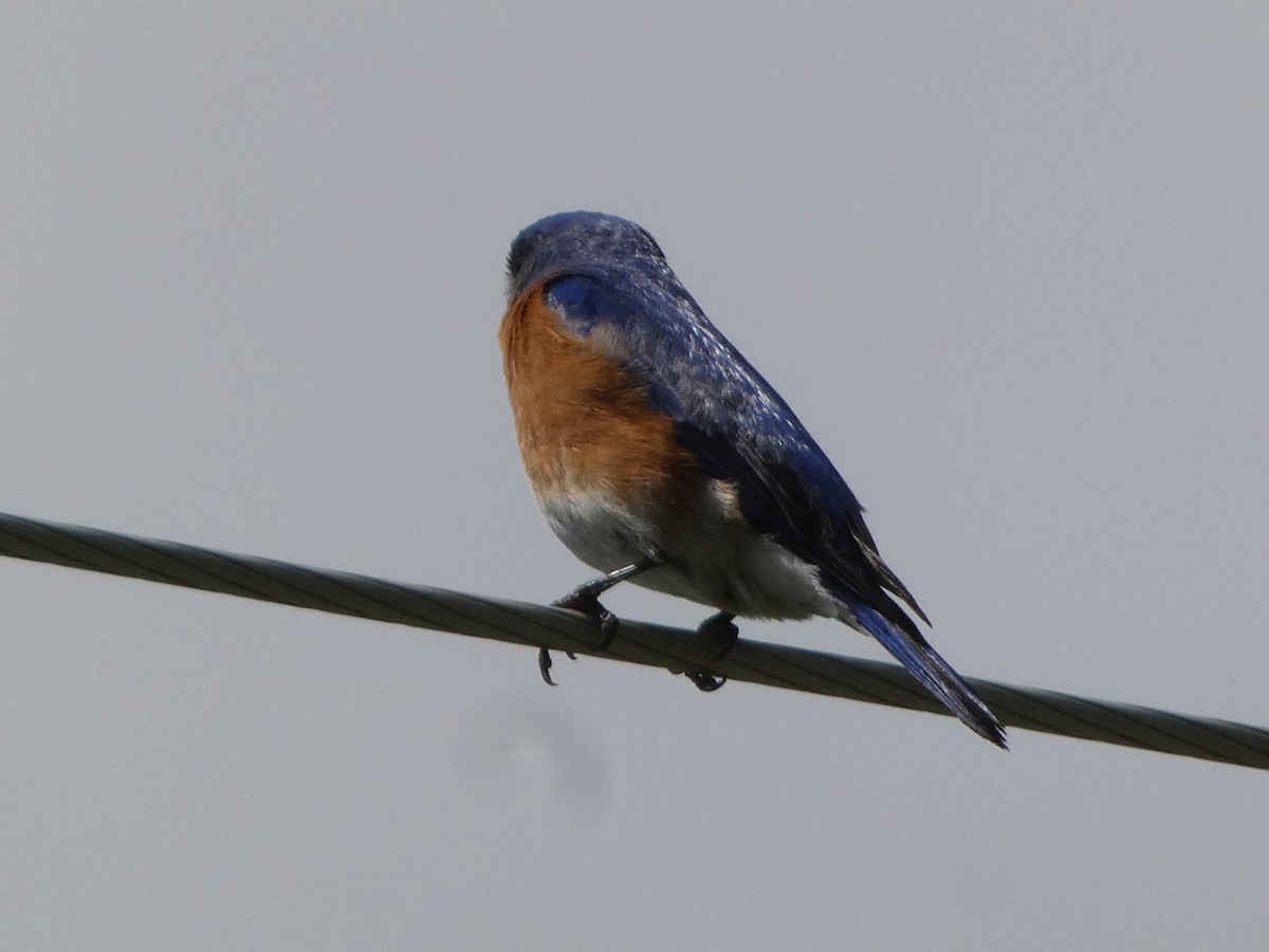 Eastern Bluebird - ML619819208