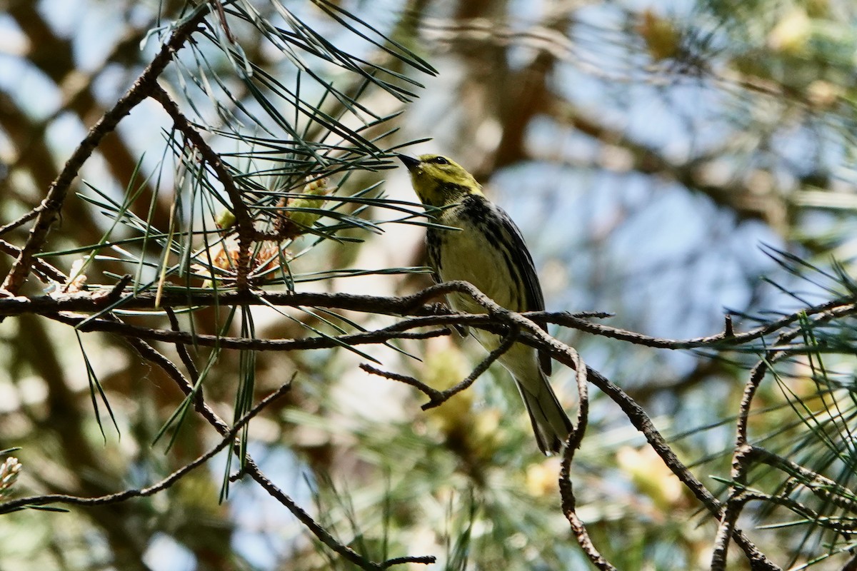 Black-throated Green Warbler - ML619819230