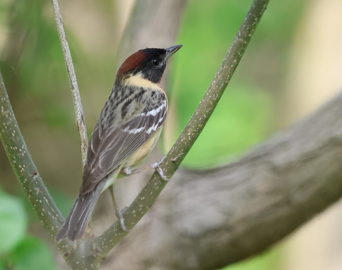 Bay-breasted Warbler - ML619819249