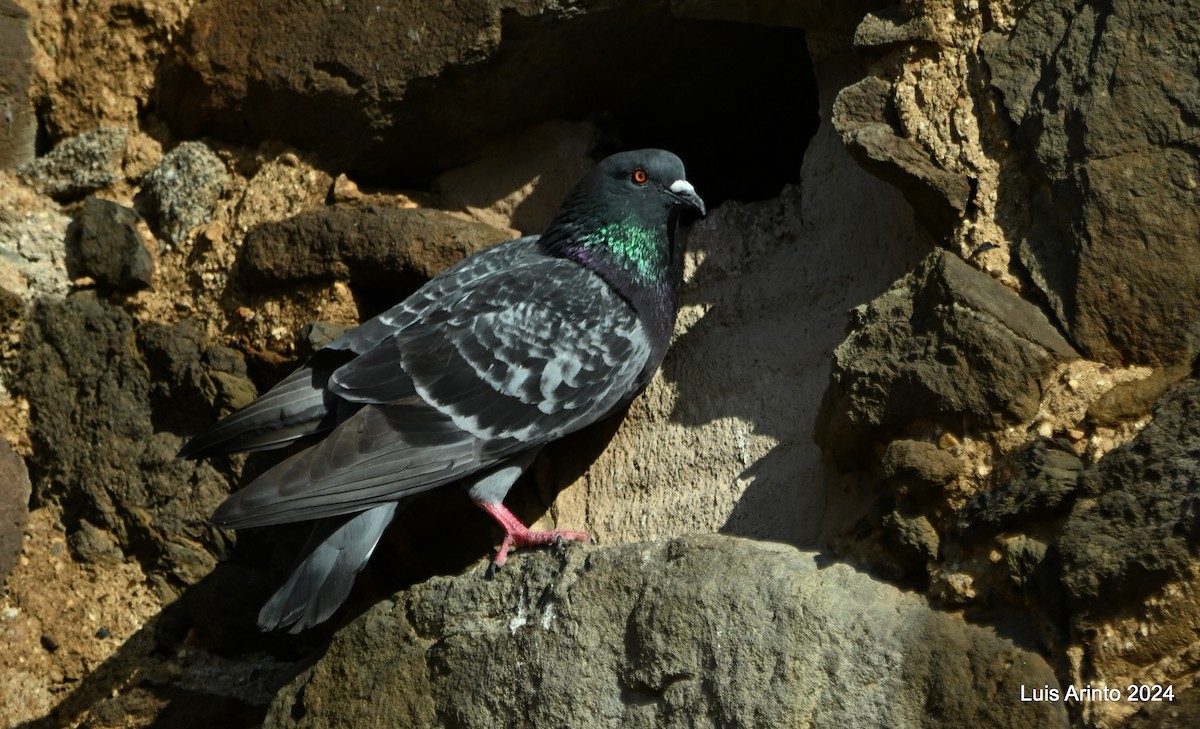 Rock Pigeon - ML619819250