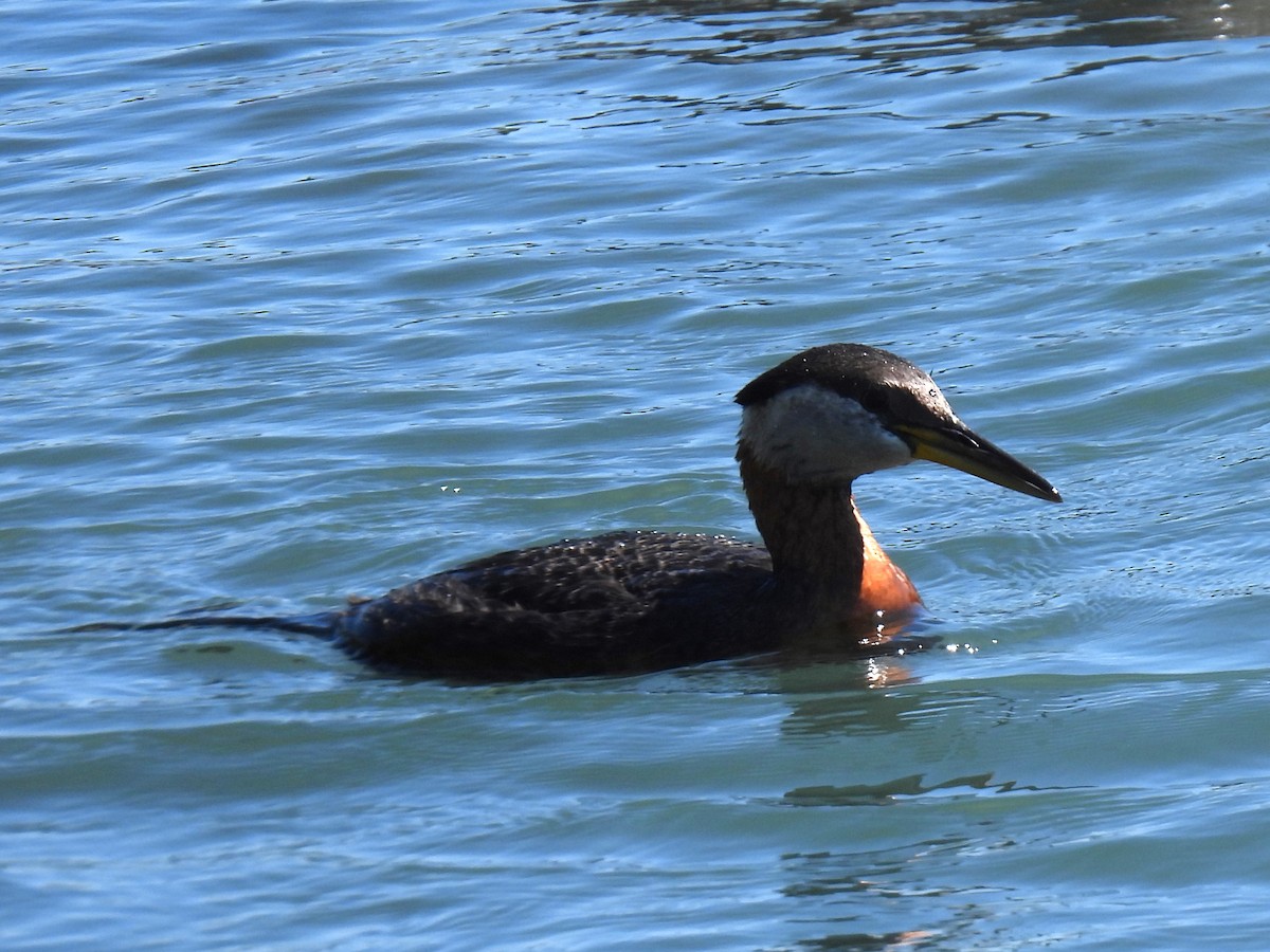 Red-necked Grebe - ML619819256