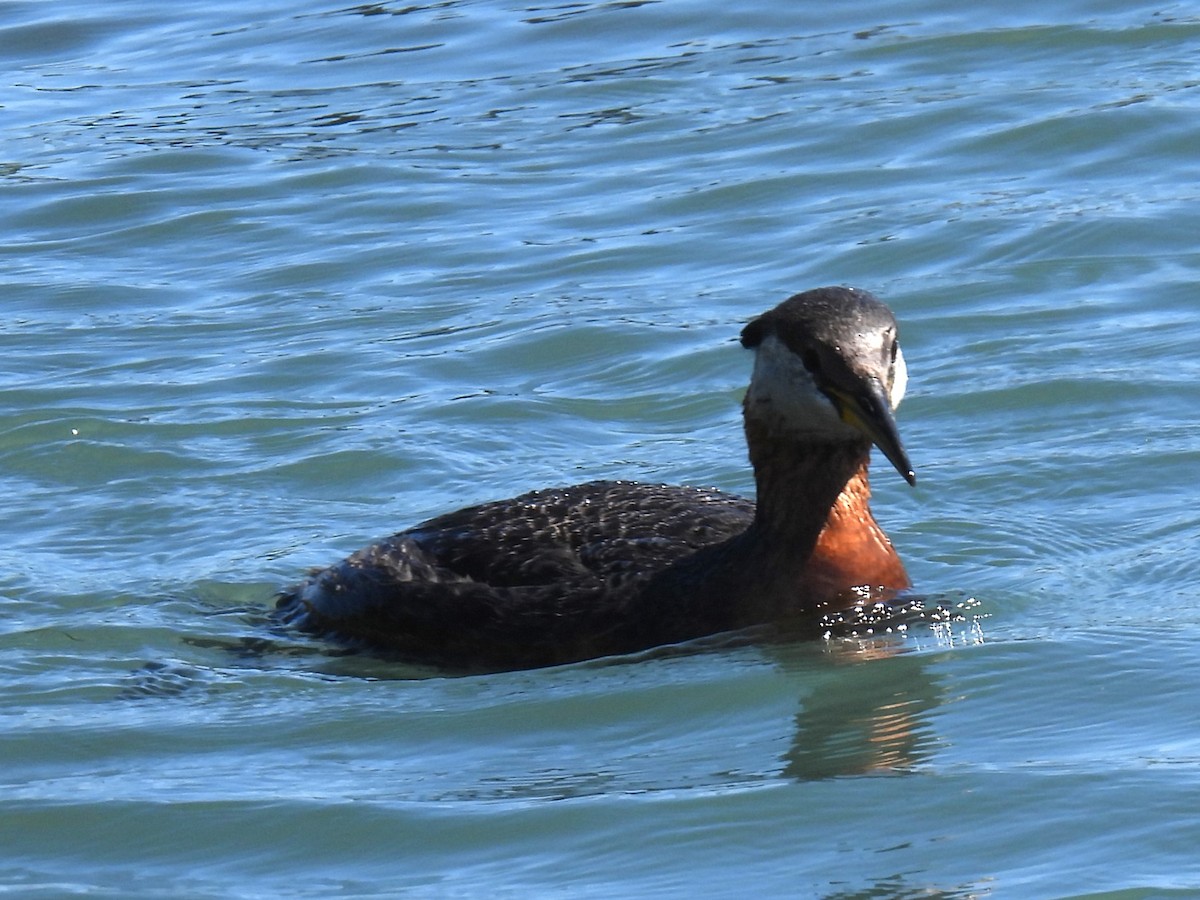Red-necked Grebe - ML619819257