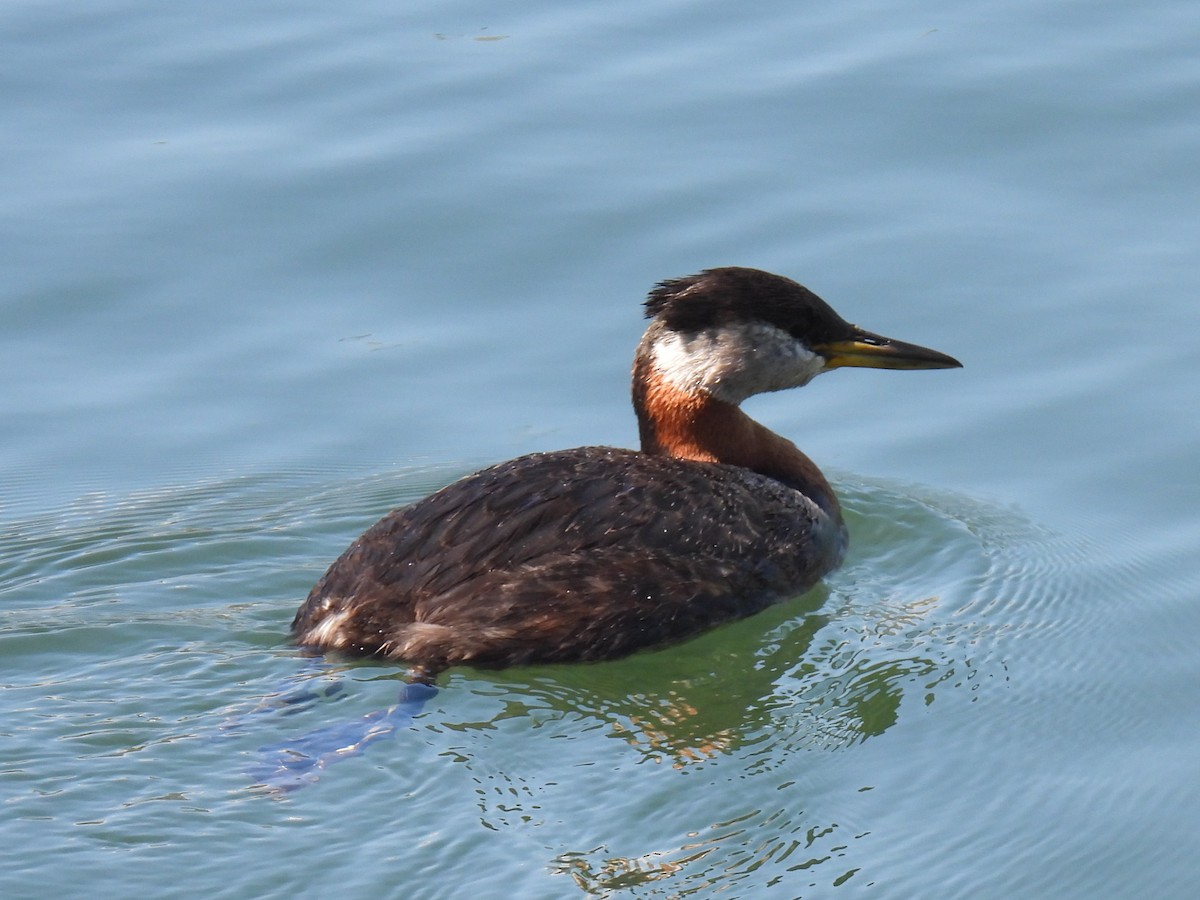 Red-necked Grebe - ML619819258