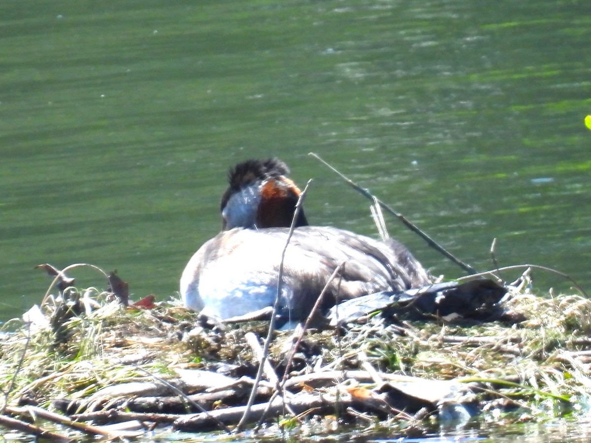 Red-necked Grebe - ML619819259