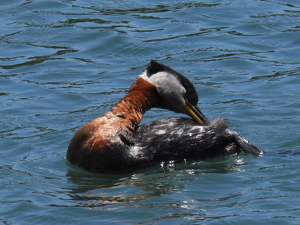Red-necked Grebe - ML619819260