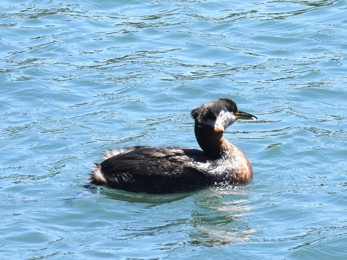 Red-necked Grebe - ML619819261