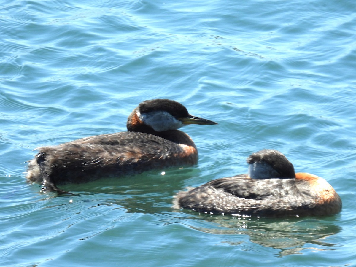 Red-necked Grebe - ML619819262