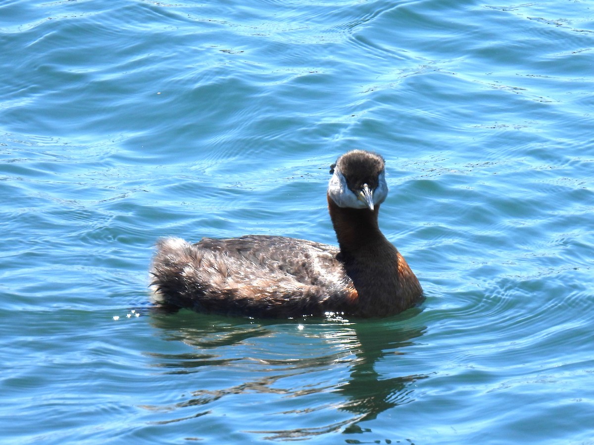 Red-necked Grebe - ML619819263