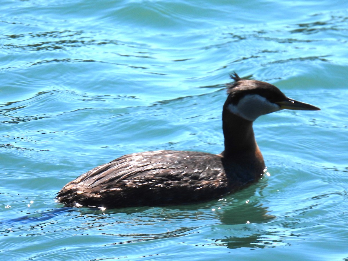 Red-necked Grebe - ML619819265