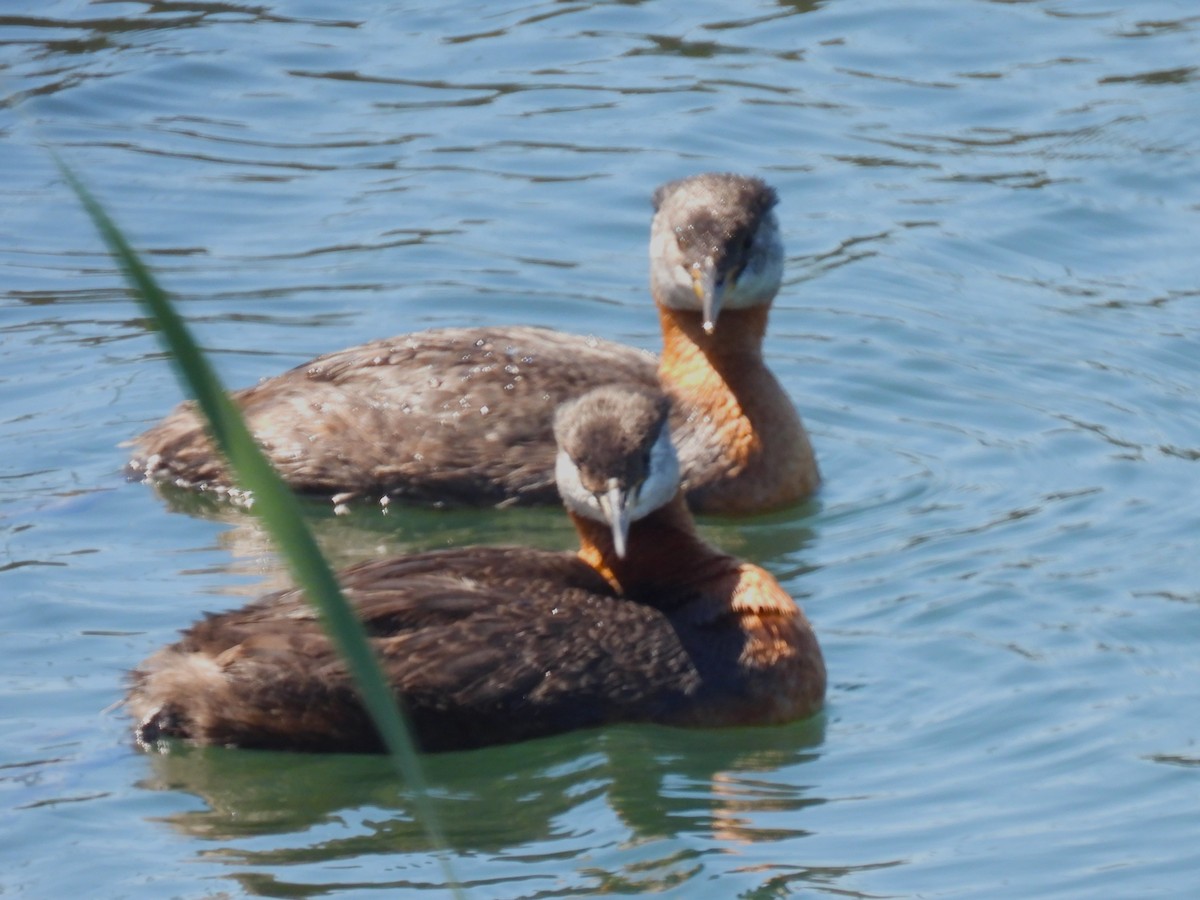 Red-necked Grebe - ML619819266
