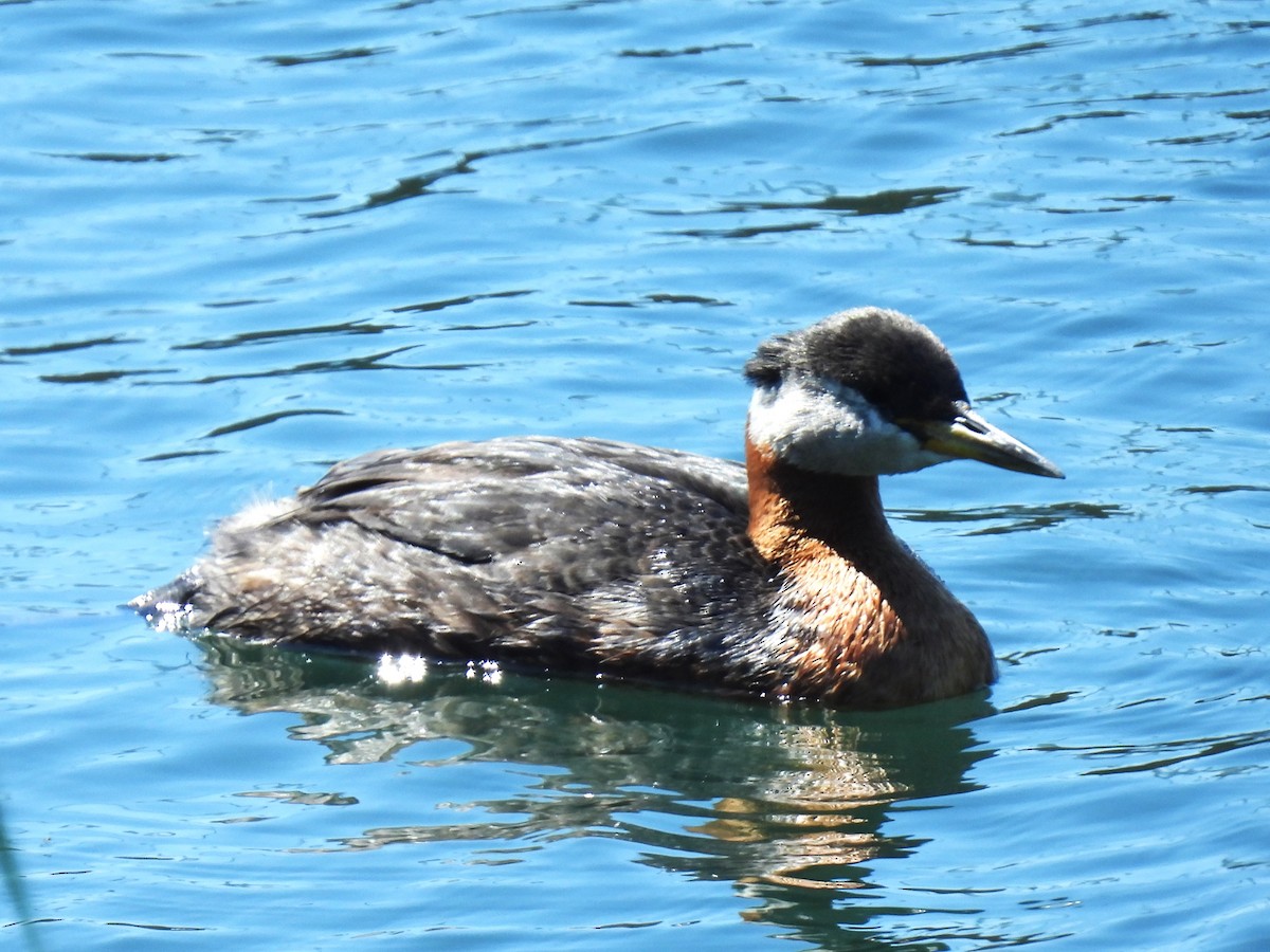 Red-necked Grebe - ML619819267