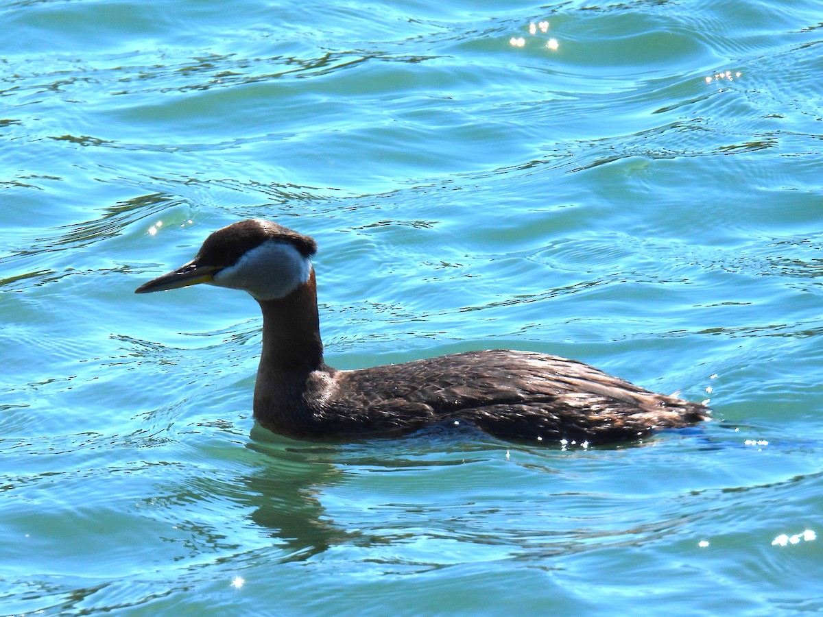Red-necked Grebe - ML619819268