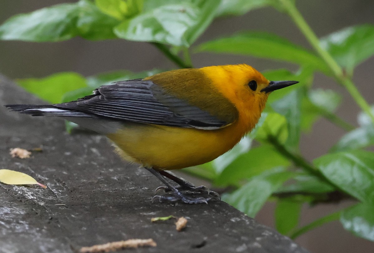 Prothonotary Warbler - ML619819273