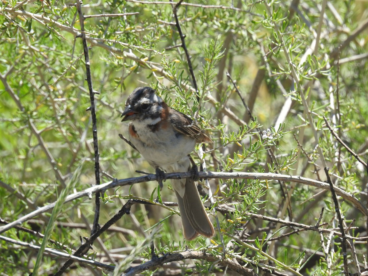 Rufous-collared Sparrow - ML619819294