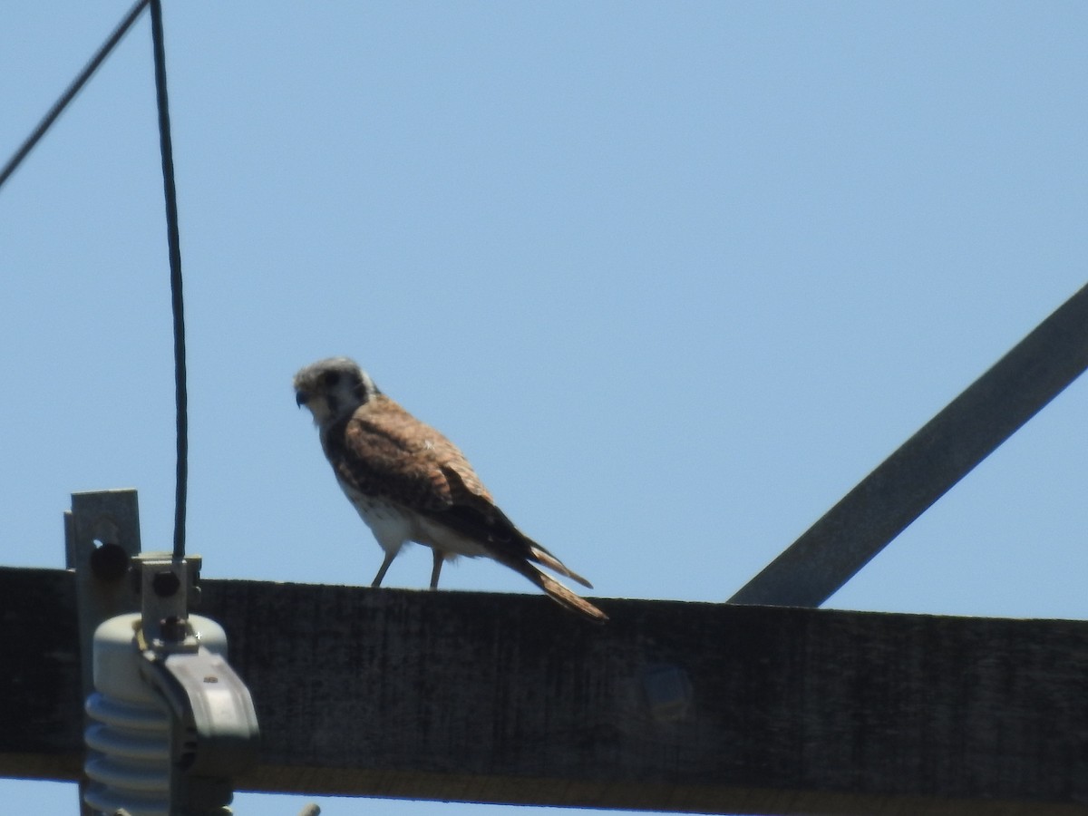 American Kestrel - ML619819300