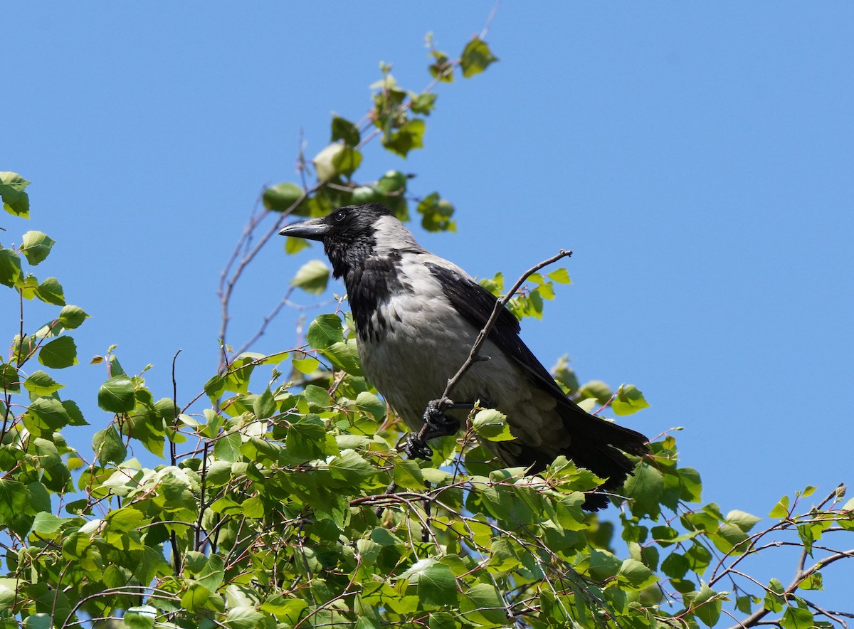 Hooded Crow (Hooded) - ML619819302