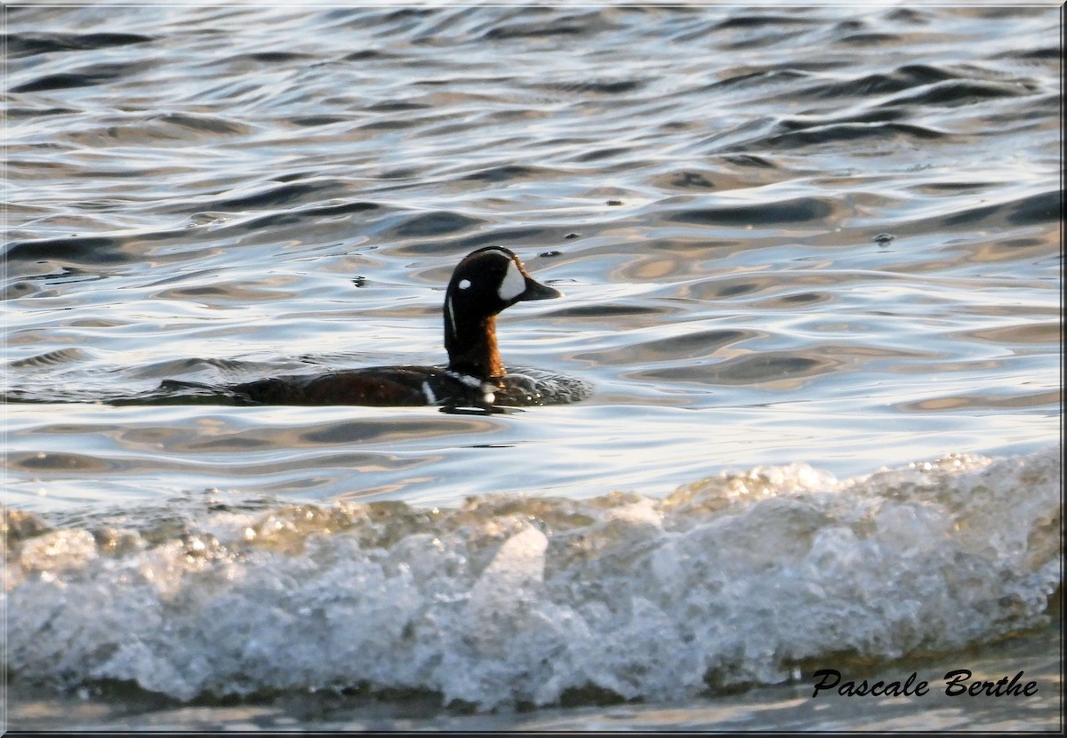 Harlequin Duck - ML619819319