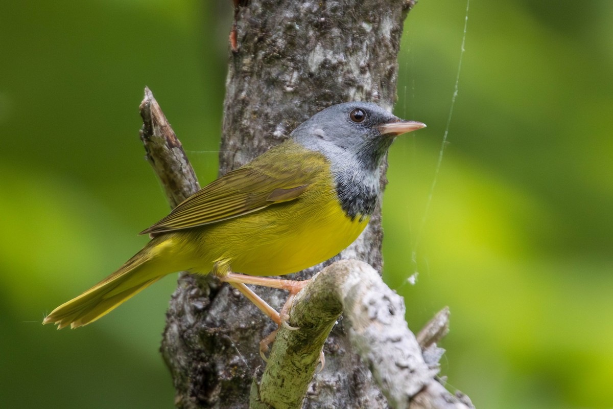 Mourning Warbler - Miriam Baril