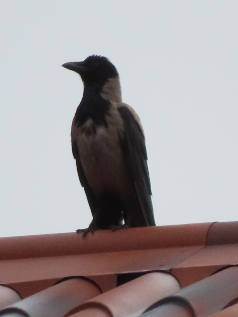 Hooded Crow - ML619819375
