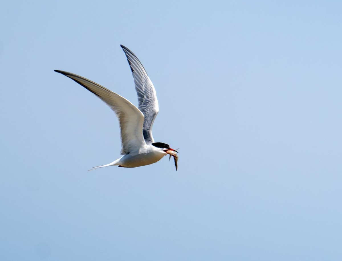 Common Tern - ML619819381