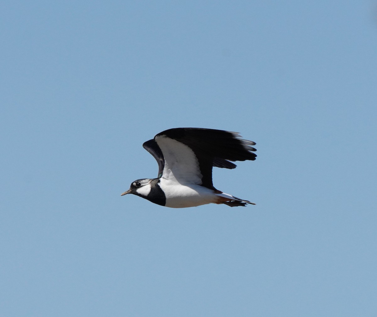 Northern Lapwing - Guillem De los Santos Pérez