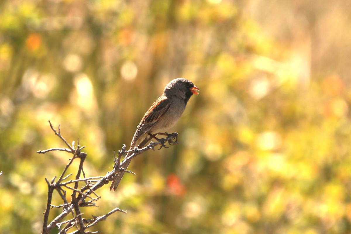 Black-chinned Sparrow - ML619819398