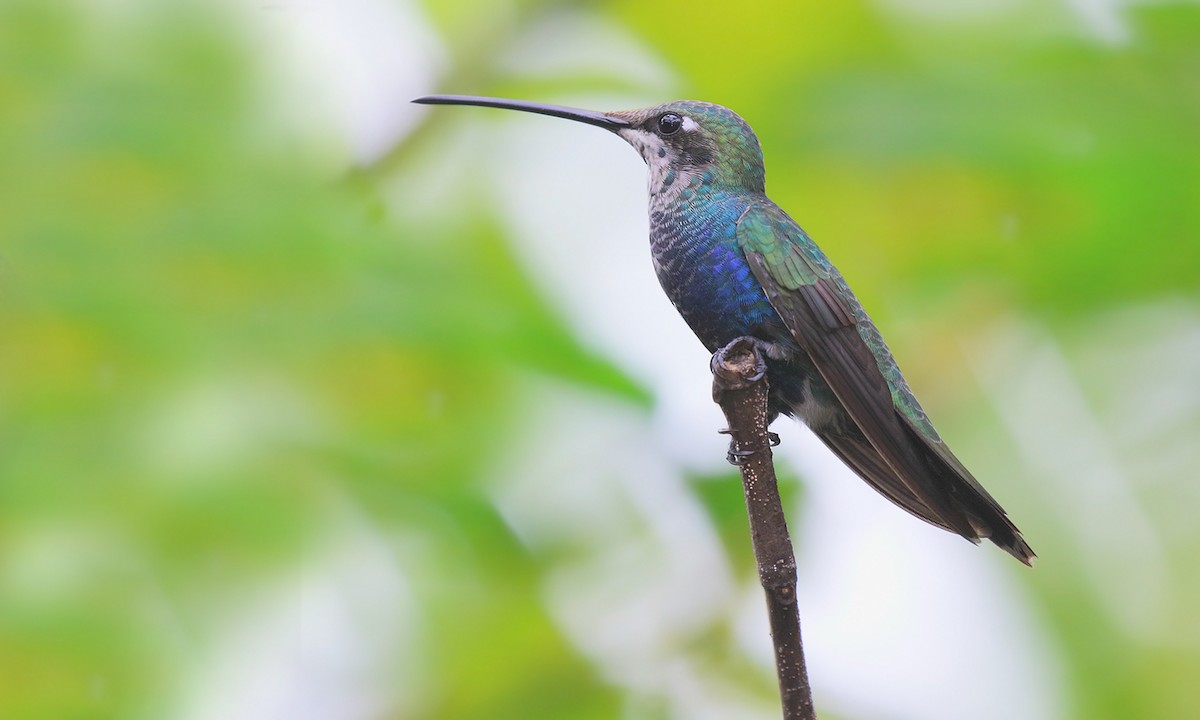 kolibřík cerradový - ML619819408
