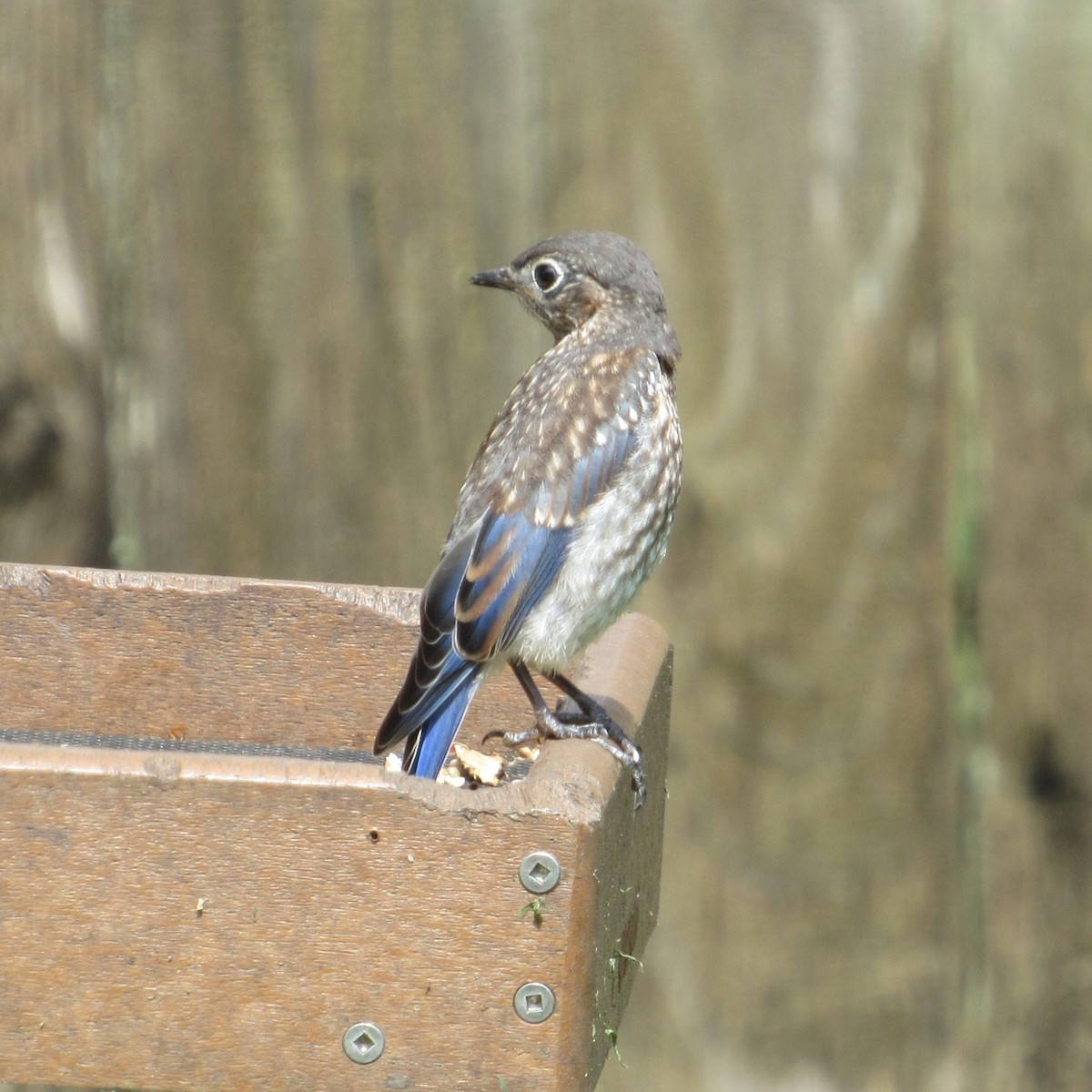 Eastern Bluebird - ML619819412