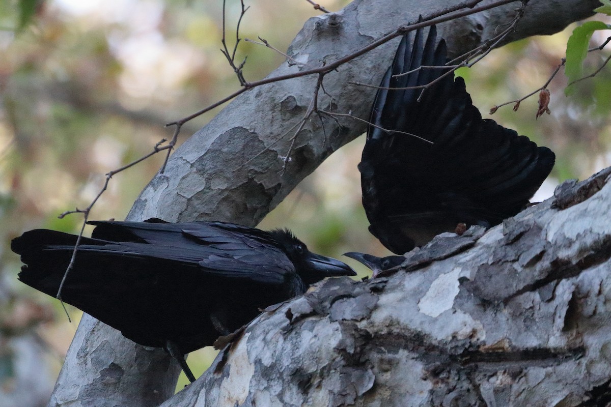 Common Raven - ML619819416