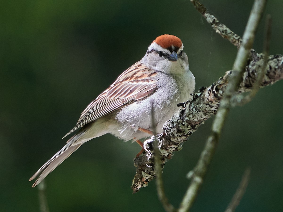 Chipping Sparrow - ML619819423