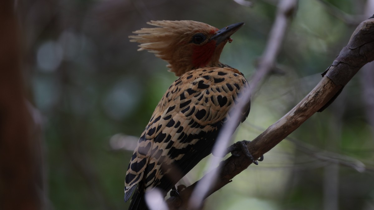 Ochre-backed Woodpecker - ML619819426