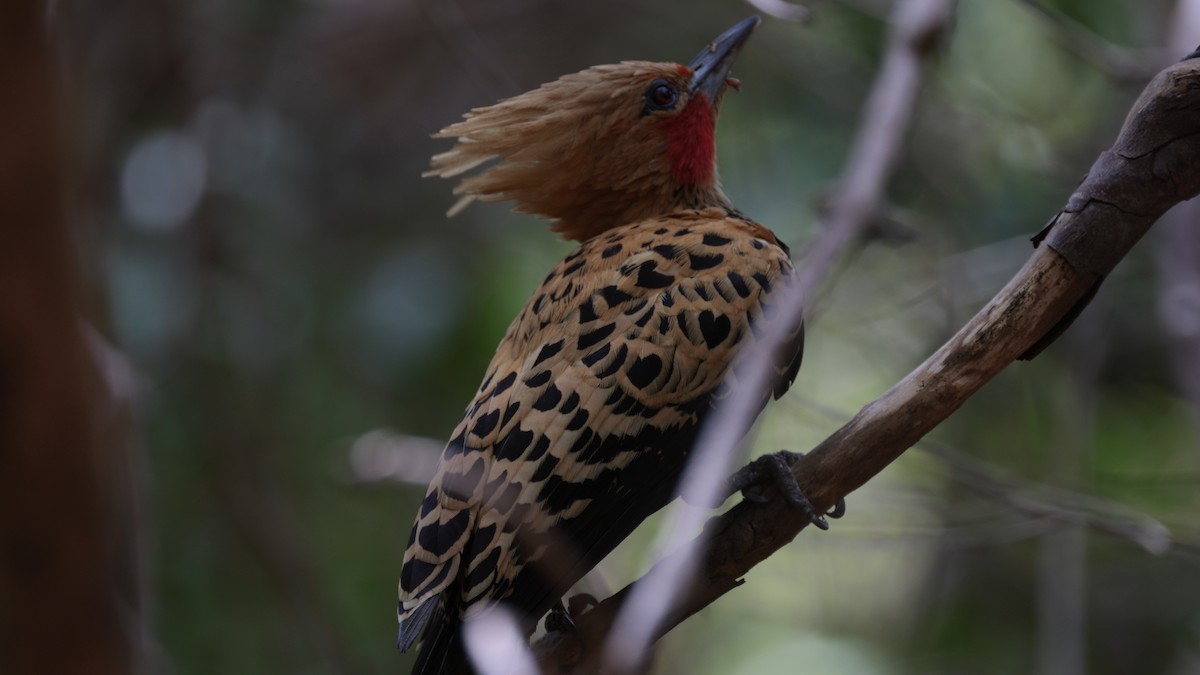 Ochre-backed Woodpecker - ML619819429