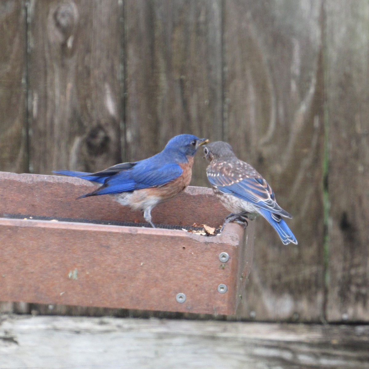 Eastern Bluebird - ML619819430