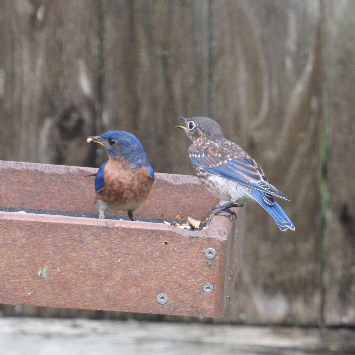 Eastern Bluebird - ML619819431