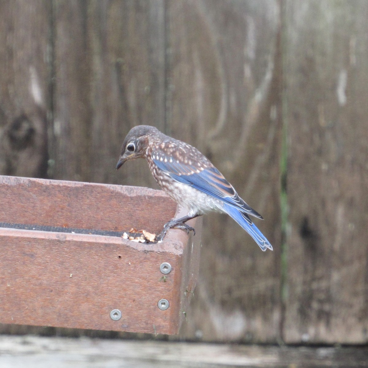 Eastern Bluebird - ML619819432