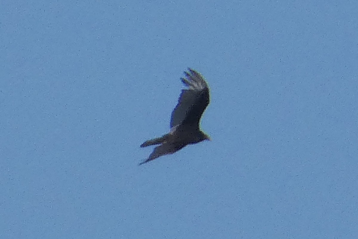 Turkey Vulture - ML619819451