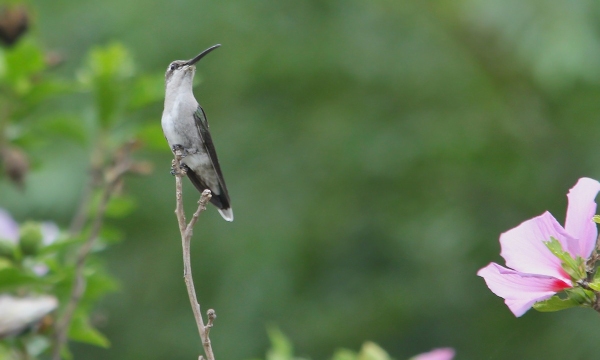 kolibřík cerradový - ML619819455
