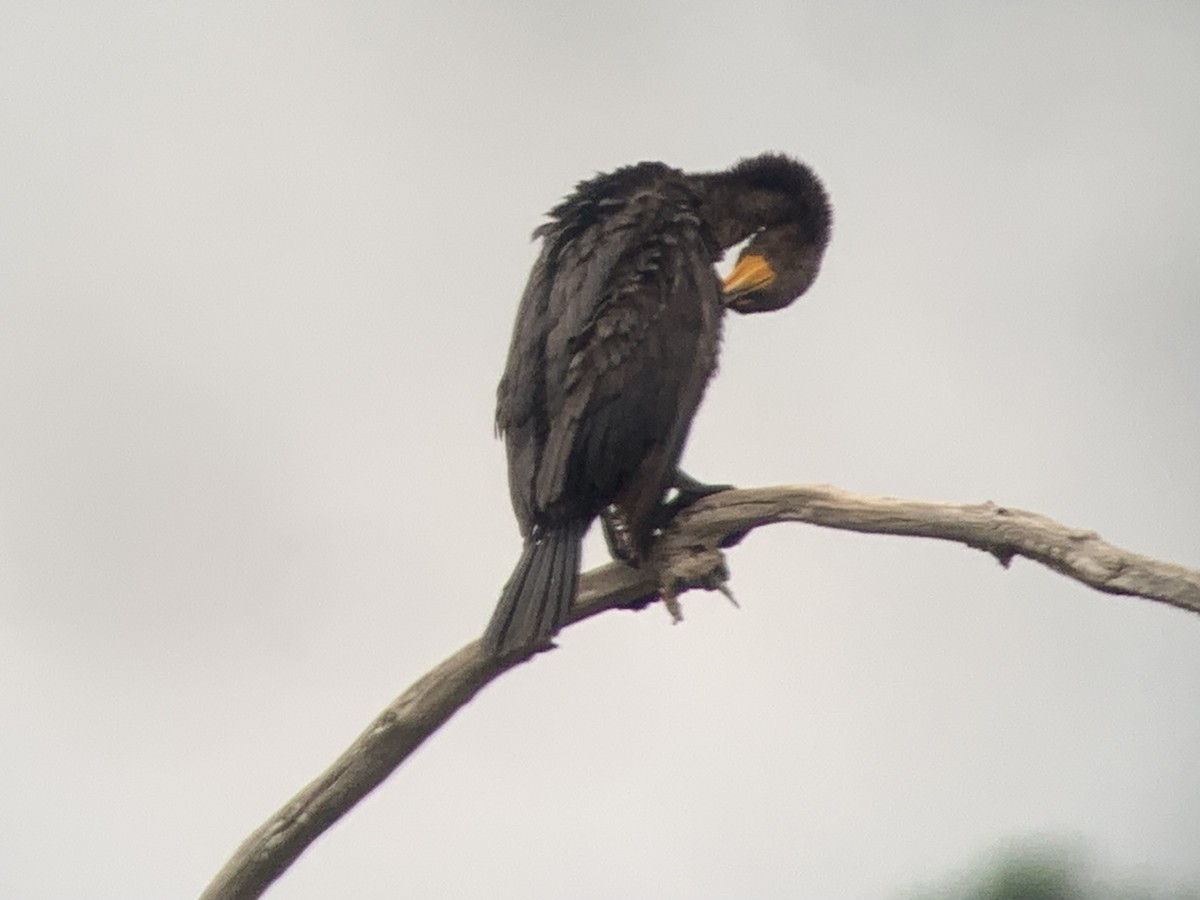 Double-crested Cormorant - ML619819469