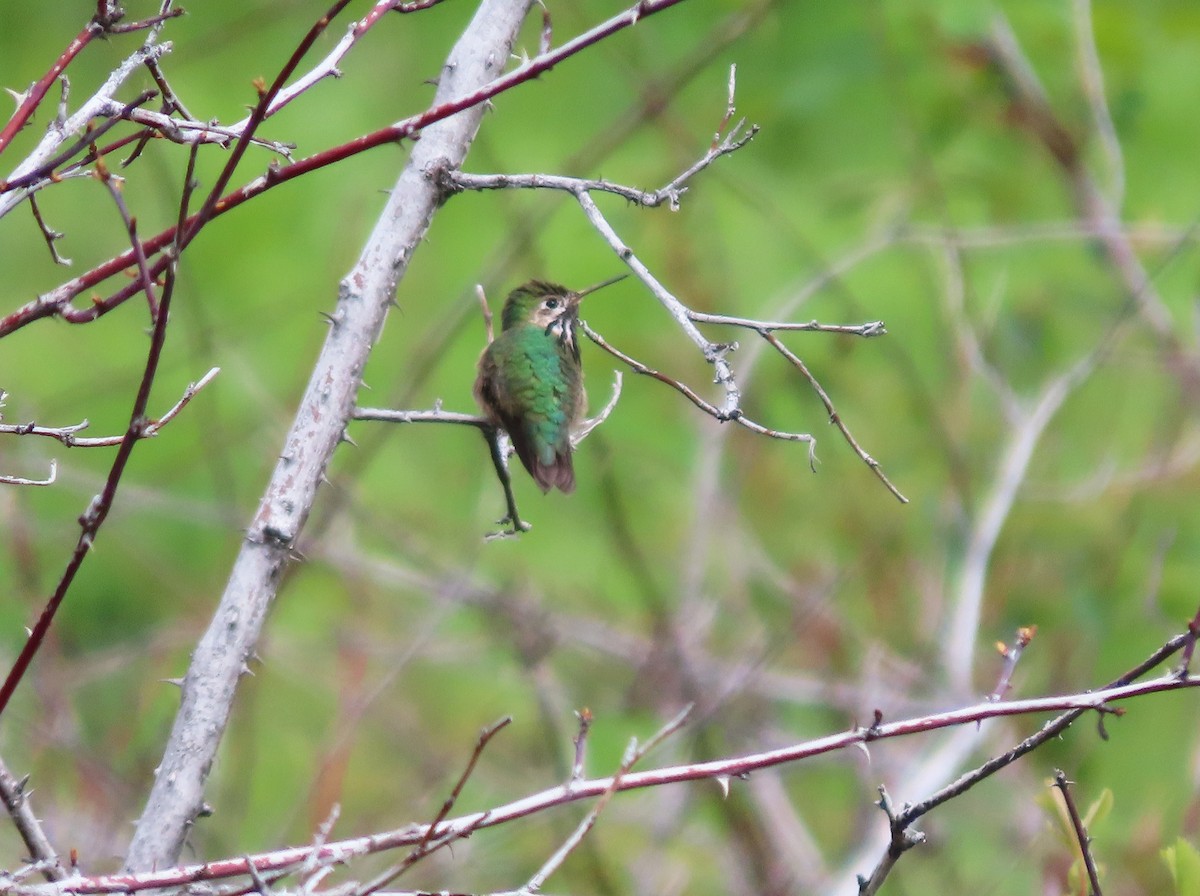 Calliope Hummingbird - ML619819485