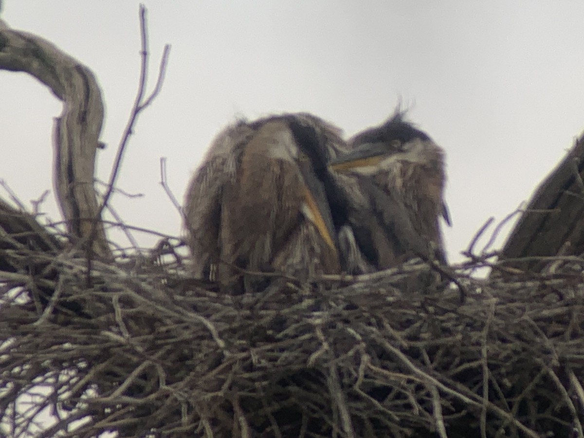 Great Blue Heron - ML619819488