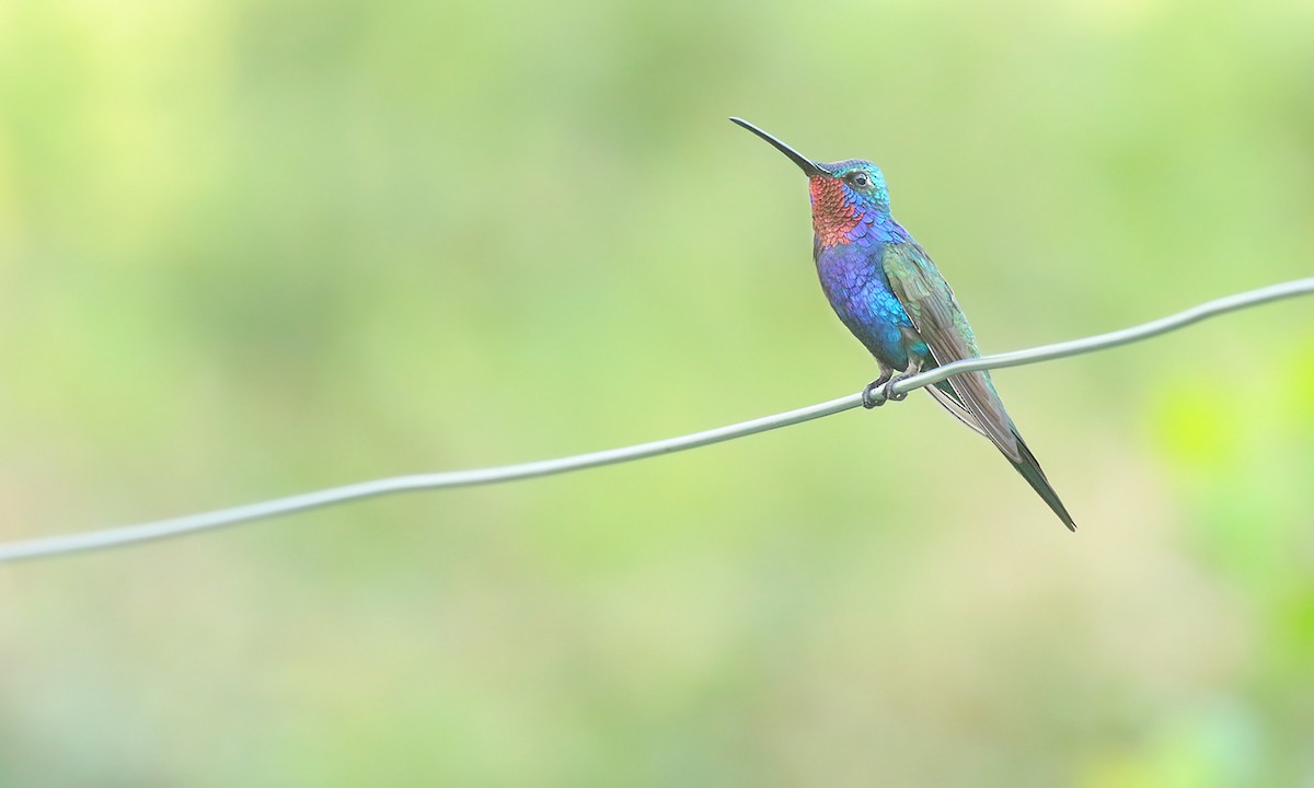 kolibřík cerradový - ML619819506